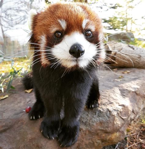 Shy Red Panda Malina Joins Toronto Zoo Red Pandazine