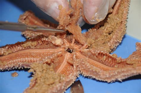 Dissection 101 Sea Star Starfish Videos Lesson Plans A Flickr