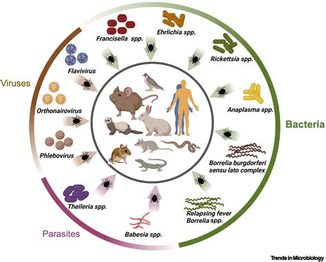immune evasion strategies of major tick transmitted bacterial pathogens trends in microbiology