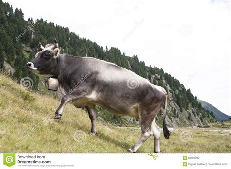 A Grey Milk Cow Grazing On An Alp In The Austrian Mountains Stock