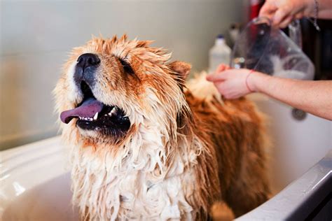 dog grooming jobs london - Cris Stinnett
