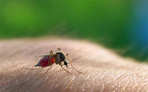 Mosquito Borne Virus Threat Grows With New Michigan Cases Abc News