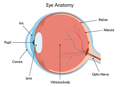 Eye Anatomy Kodak Lens Singapore