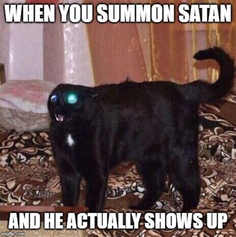 awesome goth cat memes shadow meow gothic fashion