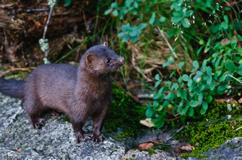 The European Mink Species