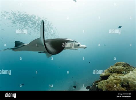 Manta Ray Mobula Alfredi Flaps Its Wings To Fly Across Coral Reef