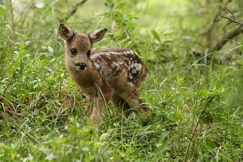 Have You Ever Seen A Baby Deer Photo From Natuurmonumenten