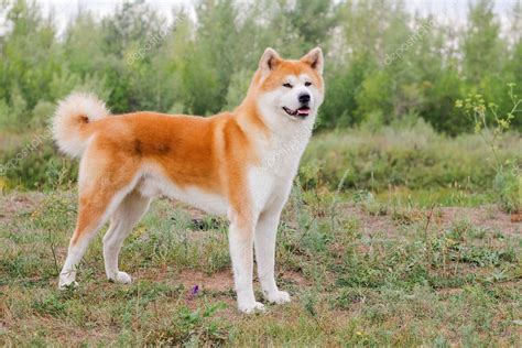 How Big Do Akita Dogs Get Dog Food Care