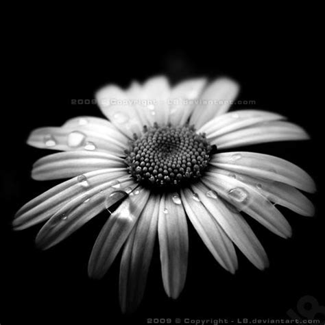Wet Daisy Holga By L8 On DeviantArt Black And White Roses Black And