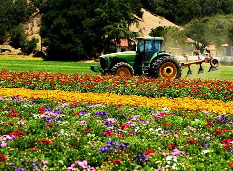 Tractor In Field Of Flowers Editorial Image Image Of Blossom