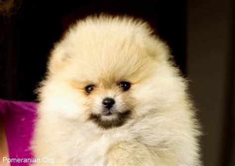 Pomeranian Age In Human Years