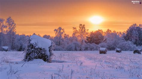 Viewes Winter Field Trees Great Sunsets Snowy Bele Beautiful