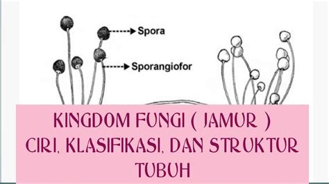 KINGDOM FUNGI JAMUR CIRI KHAS KLASIFIKASI DAN STRUKTUR TUBUH