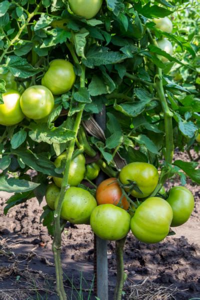 Pruning Tomato Plants How And Why To Prune And Pinch Tomato Plants