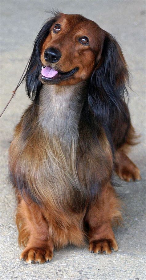 Long Haired Standard Dachshund Daschund Dog Dachshund Colors