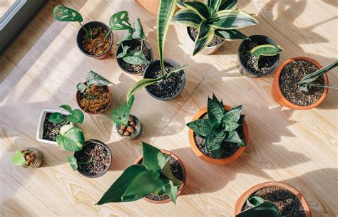 Read on for more about sansevieria trifasciata the snake plant! Snake Plant Types: Different Varieties and Cultivars ...