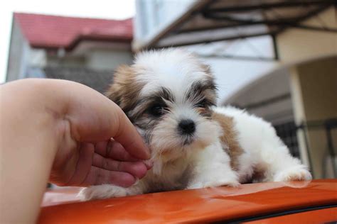 Lovelypuppy Mini Shih Tzu Puppies For Sales Rm499 Only