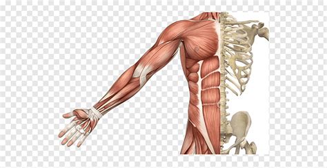 How many bones are there in the average person's body? Skeletal muscle Muscular system Human skeleton Human body, Skeleton PNG | PNGWave