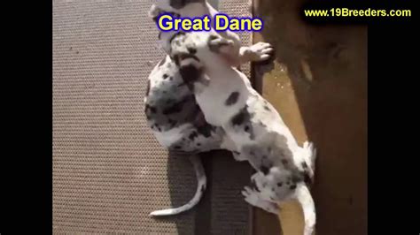 The great dane puppies are now able to be bought easily in great condition. Great Dane, Puppies, Dogs, For Sale, In Saint Louis, County, Missouri, MO, 19Breeders, Columbia ...