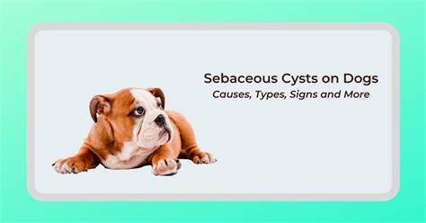 Benign Cysts On Dogs