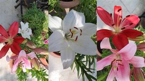 547how To Grow N Care Liliumgrowing Lily From Bulb Youtube