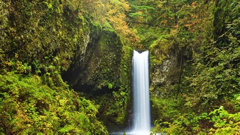 Usa Oregon Multnomah Falls Moss Shrubs Waterfall Wallpaper