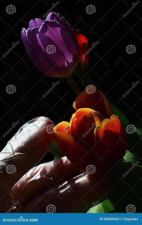 Hand Of Florist In Latex Glove Holding Patchy Orange To Yellow Tulip In
