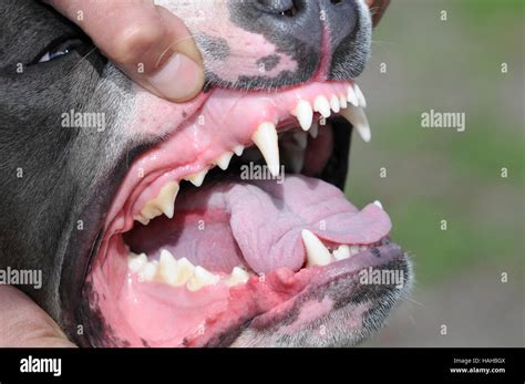 K9 Dogs Teeth