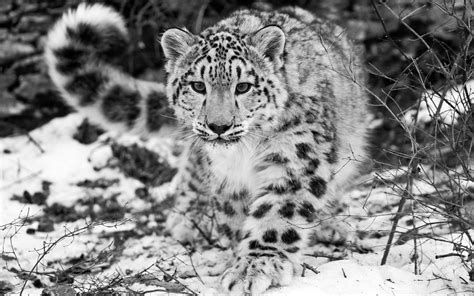 Wallpapers Hd The Snow Leopard
