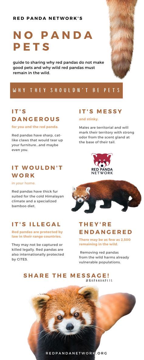 10 Red Panda Infographics Ideas In 2021 Red Panda Panda Facts Panda