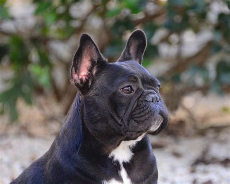 English bulldogs that are available rescue dogs for some great families that would love to give a bulldog a forever home. Dottie Female French Bulldog - Female Frenchies Texas ...