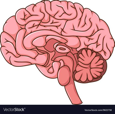 Human Brain Cartoon Royalty Free Vector Image Vectorstock