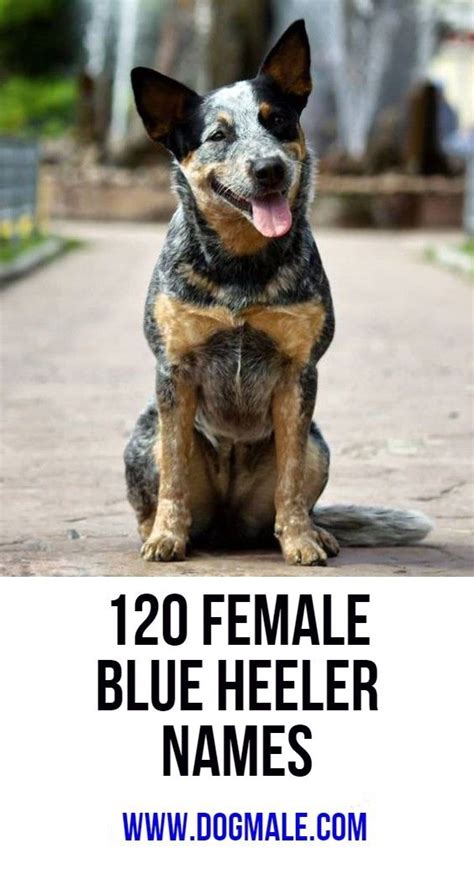 120 Female Blue Heeler Names Puppies Names Female Female Dog Names