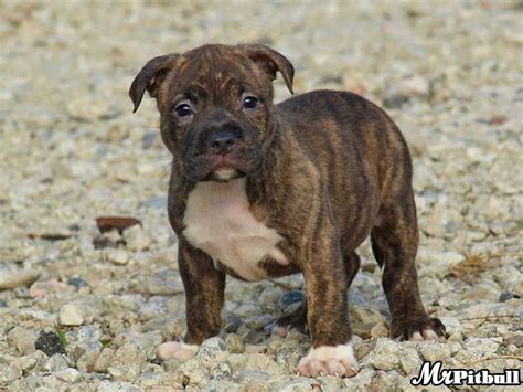 Brindle pitbull puppies are the member of the american pitbull breed. I think our puppy might look a lot like this which is exciting! | Pictures of pitbull puppies ...