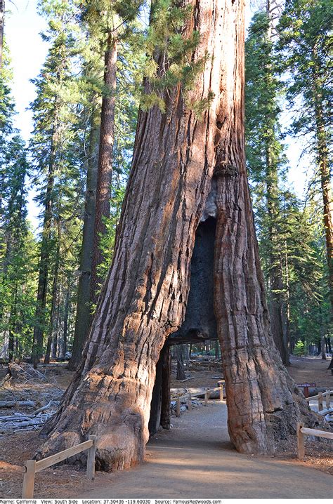 California Tree Famous Redwoods