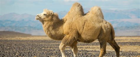 Contrary to myth, it does not store water as. 1-2 What is a Camel? | Smrt English