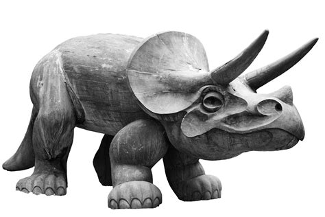 Triceratops Dinosaur Free Stock Photo Public Domain Pictures