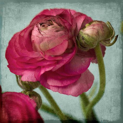 Red Ranunculus B By Judy Stalus Painting Print On Wrapped Canvas In