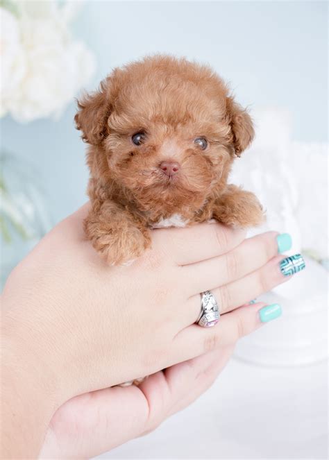 At petme teacup puppies, you will be working with professional, compassionate breeders who take great pride in producing happy we at petme teacup puppies have a zero tolerance toward puppy mills and any substandard or inhumane breeding practices. For Sale #243 Teacup Puppies Black Poodle Puppy | Teacups ...