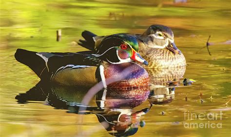 Wood Duck Pair Photograph By Charline Xia Fine Art America