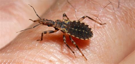 Insects such as ants love leftovers, so store food in airtight containers like tupperware or jars with rubber seals on the lids. How and why you Should Prevent a Kissing Bug Infestation