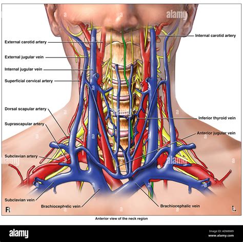 Anatomie des artères veines et nerfs de la région du rachis cervical ...