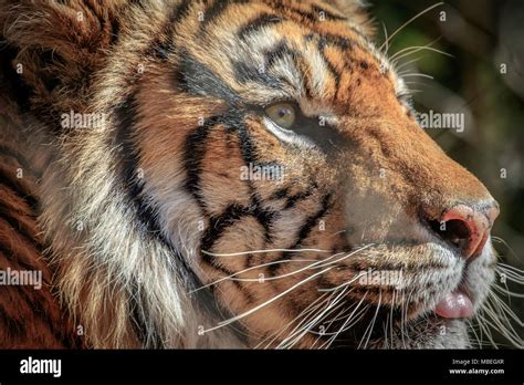 Sumatran Tiger Panthera Tigris Sumatrae Portrait Stock Photo Alamy