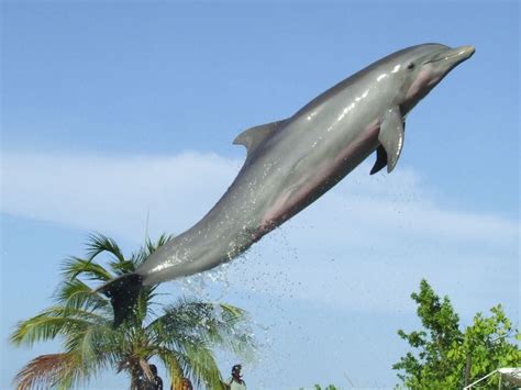 Dolphin Cove Jamaica Trip Review A Top Ocho Rios Attraction