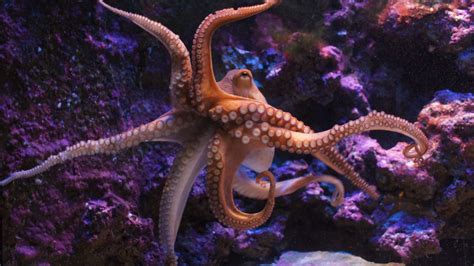 Studies Reveal How Octopuses Evolved To Sense Their Surroundings Over