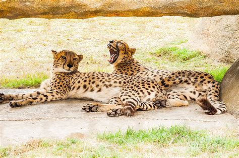 Cheetahs Photograph By Frances Ann Hattier Fine Art America