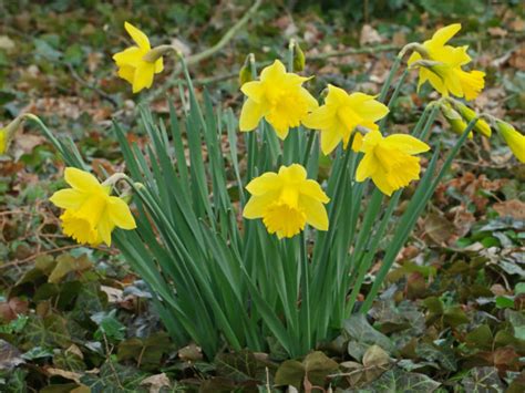 Narcissus Pseudonarcissus Wild Daffodil World Of Flowering Plants