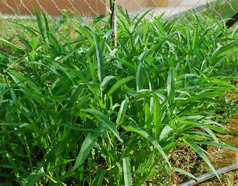 Adapun vitamin/nutrisi untuk kangkung adalah ppm dalam kisaran 350 hingga 550. Cara Menanam Kangkung Cukup Mudah, Ini Dia Tahapannya