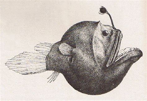 Angler Fish Diagram