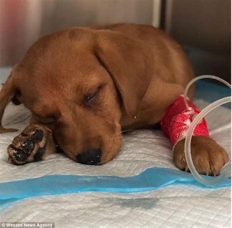Maybe you would like to learn more about one of these? Deadly dog disease parvovirus is sweeping Britain with 12 ...